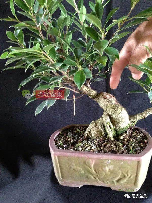图解 盆景速成法 榕树盆景换头术