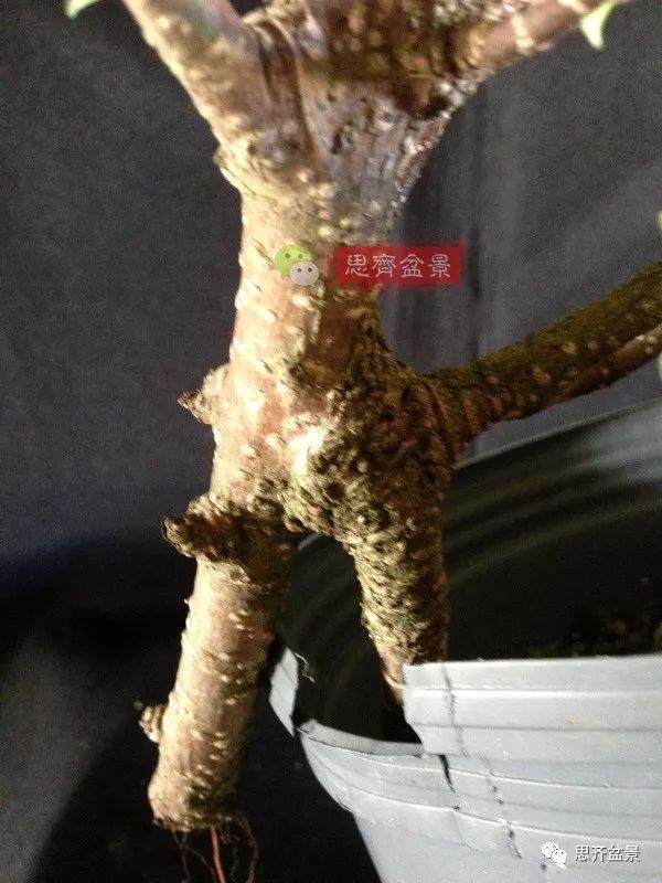 图解 盆景速成法 榕树盆景换头术