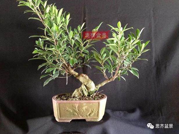 图解 盆景速成法 榕树盆景换头术