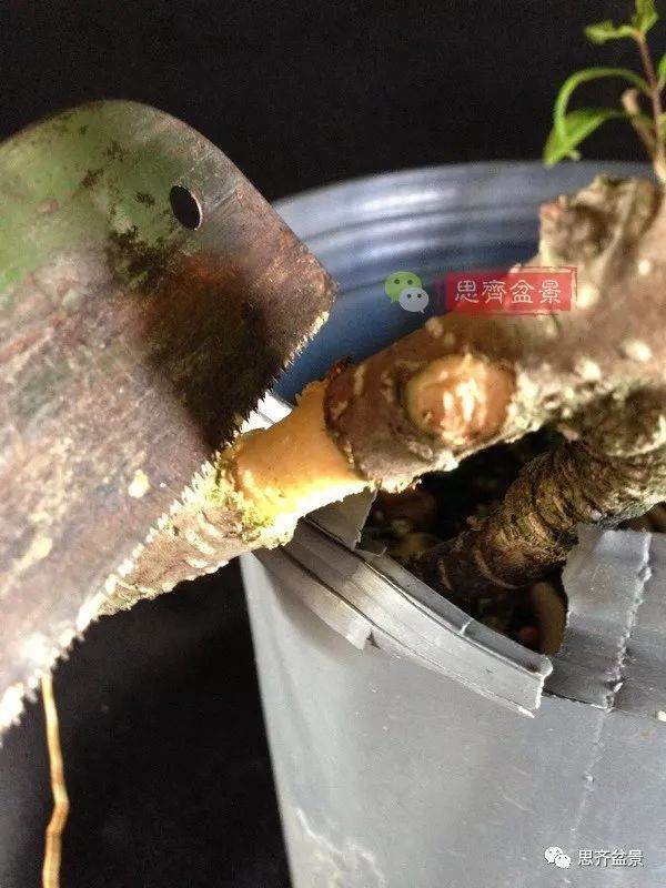 图解 盆景速成法 榕树盆景换头术