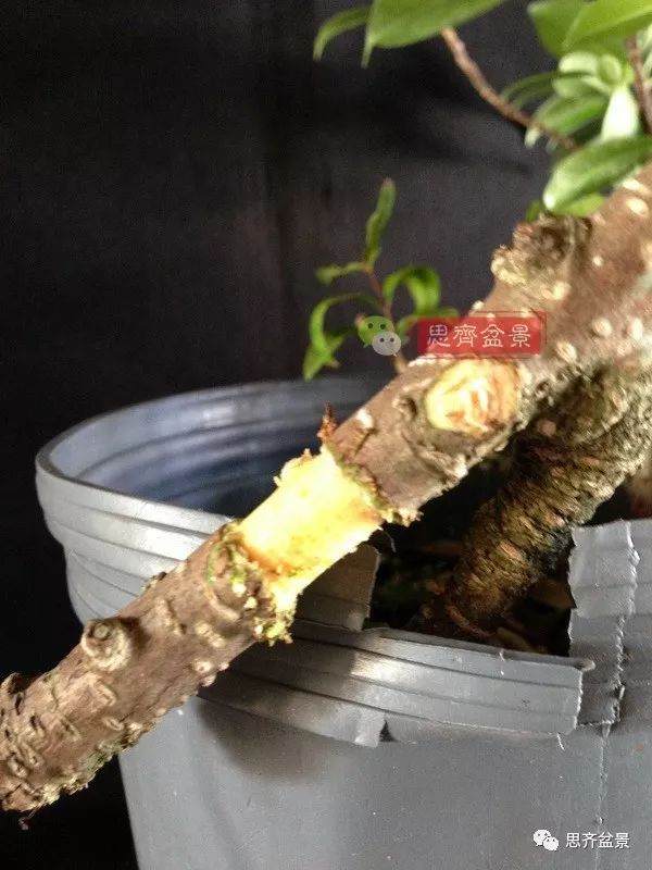 图解 盆景速成法 榕树盆景换头术