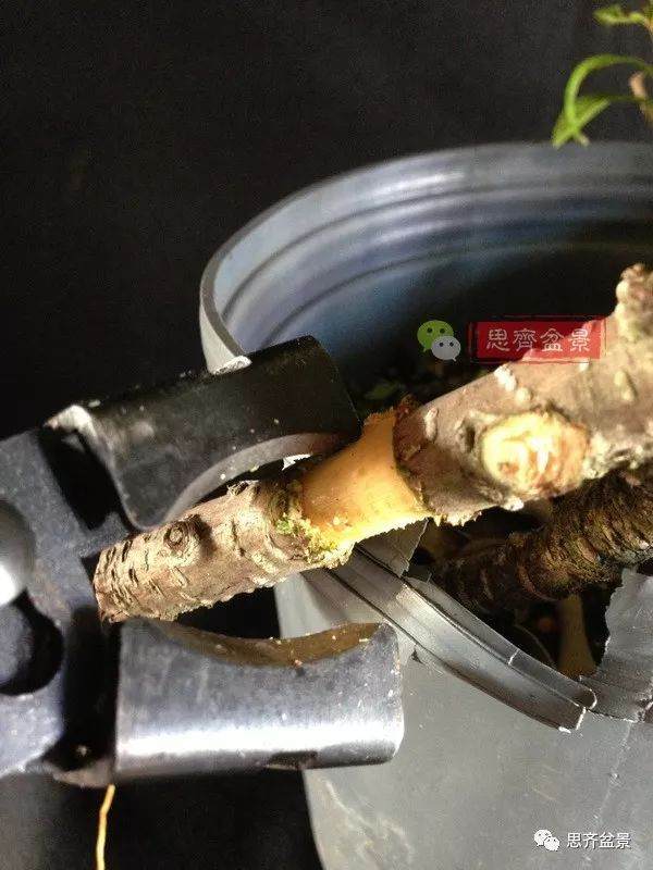 图解 盆景速成法 榕树盆景换头术