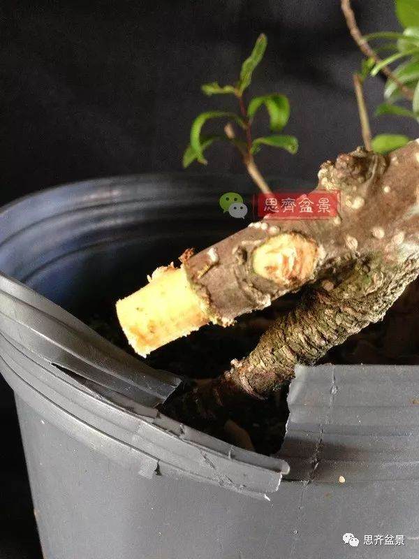 图解 盆景速成法 榕树盆景换头术