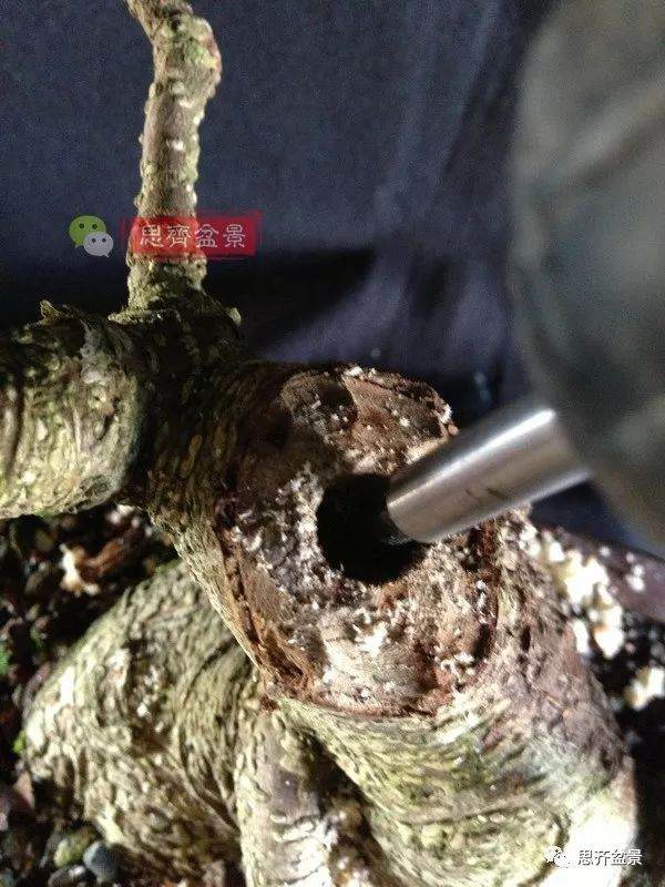 图解 盆景速成法 榕树盆景换头术