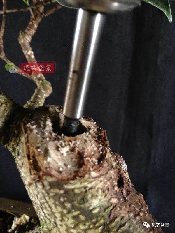 图解 盆景速成法 榕树盆景换头术