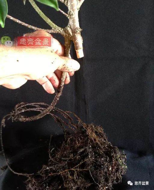 图解 盆景速成法 榕树盆景换头术