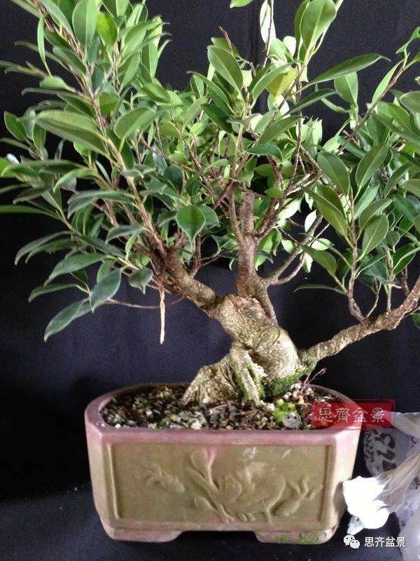 图解 盆景速成法 榕树盆景换头术