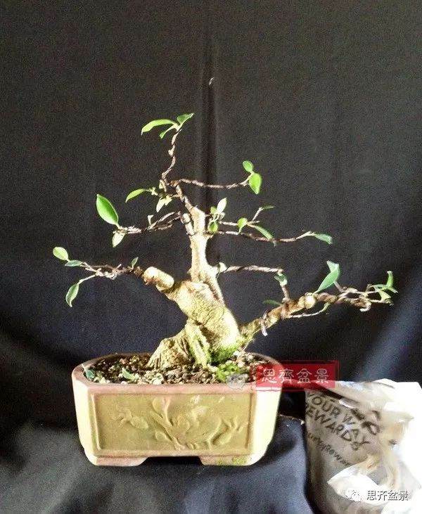 图解 盆景速成法 榕树盆景换头术
