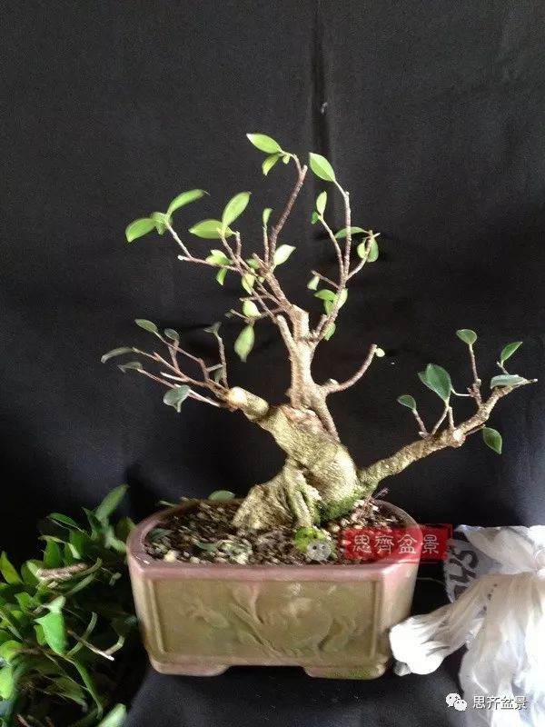 图解 盆景速成法 榕树盆景换头术