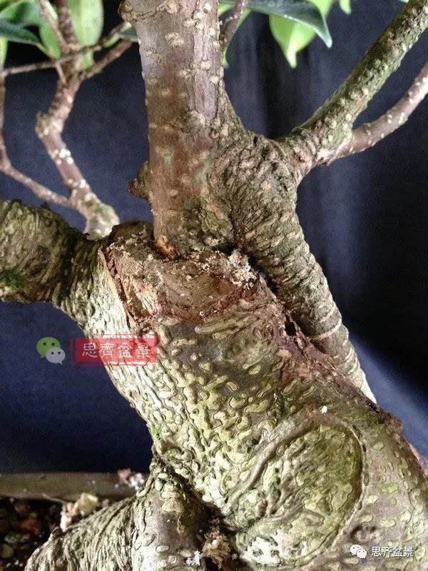 图解 盆景速成法 榕树盆景换头术