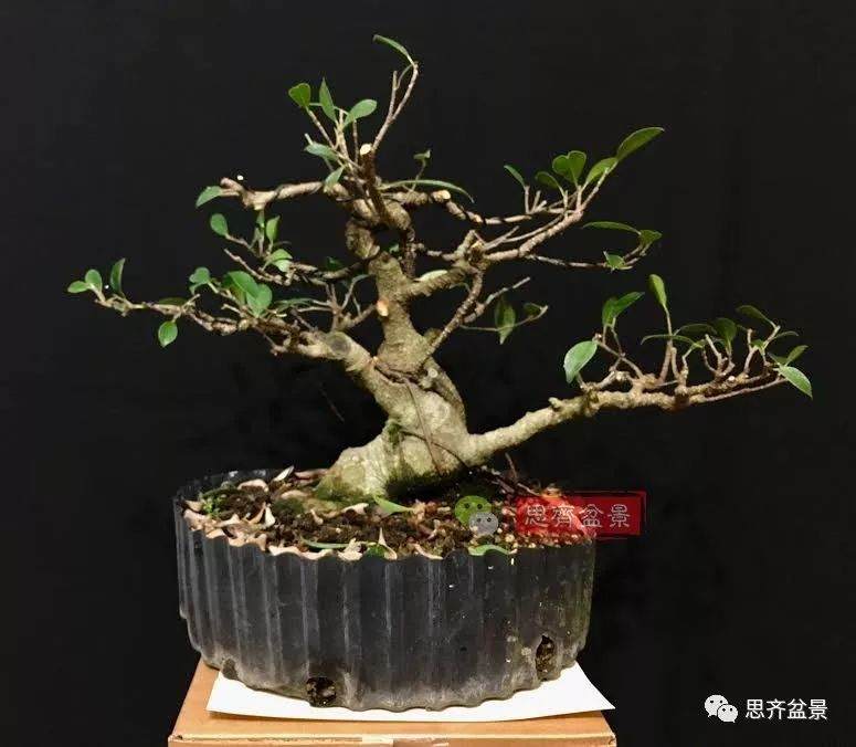 图解 盆景速成法 榕树盆景换头术