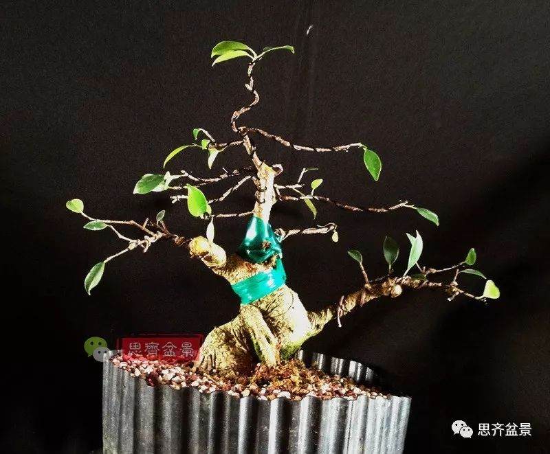 图解 盆景速成法 榕树盆景换头术