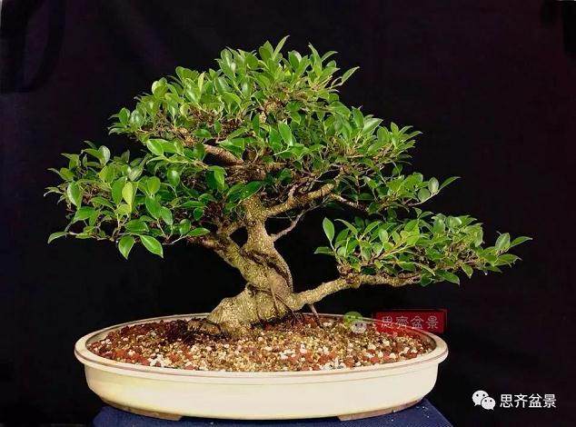 图解 盆景速成法 榕树盆景换头术