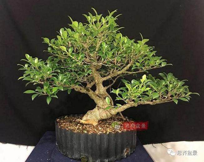 图解 盆景速成法 榕树盆景换头术