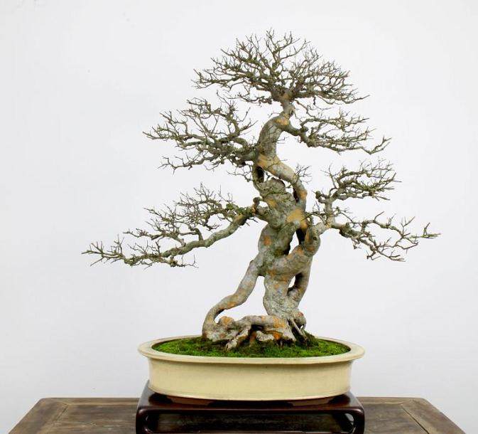 中国第六届理事会常务副会长 - 徐昊