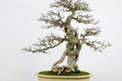 中国第六届理事会常务副会长 - 徐昊