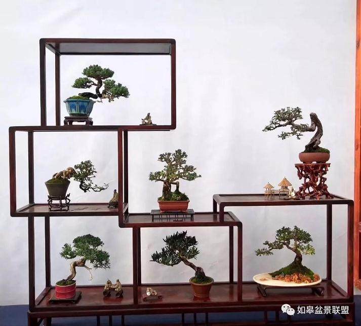 微型盆景是如何过冬？