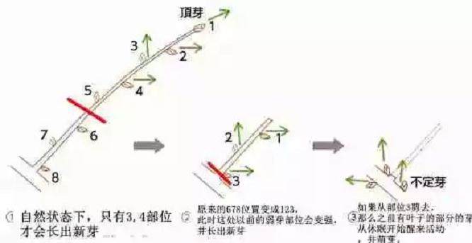 盆景修剪的3个基本原理
