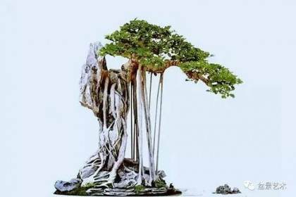 盆景艺术的一种魅力意境美