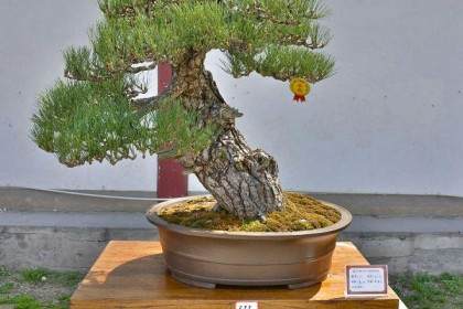 盆景的魅力 防止老年痴呆有效果的爱好