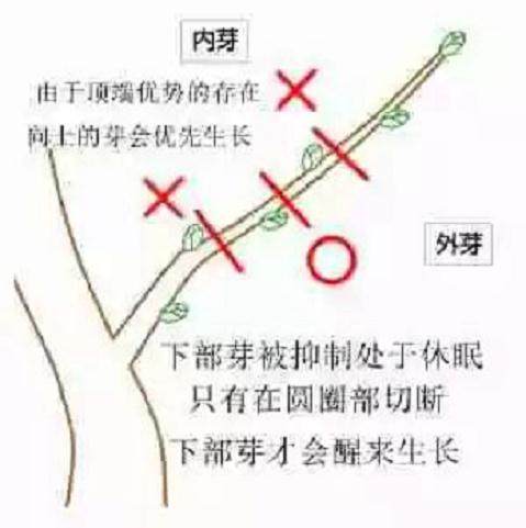 如何增加盆景枝数的修剪