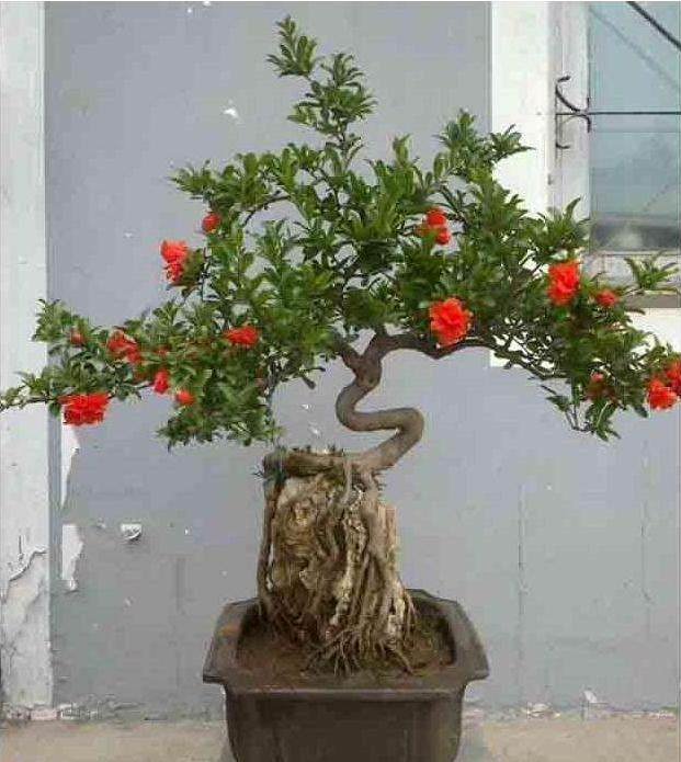 如何维持盆景树形的修剪?