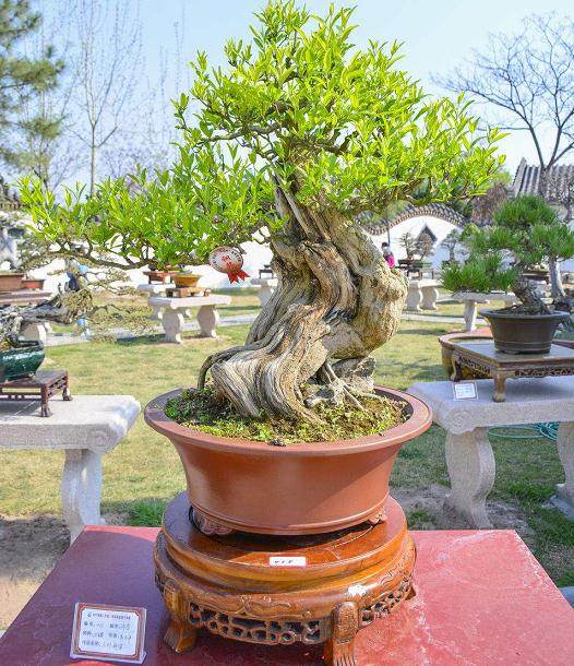 如何加强盆景通风和采光的修剪？