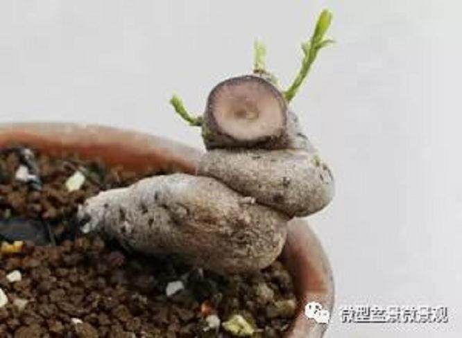 盆景回切修剪后的逼芽