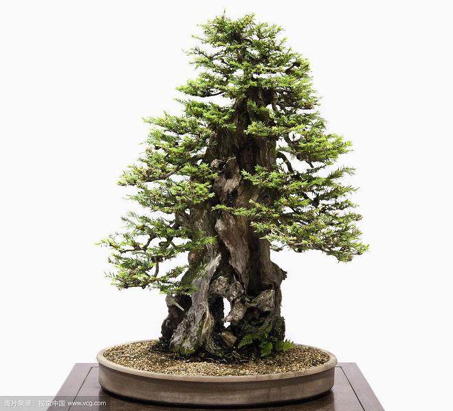 用于产生古木感的盆景修剪方法