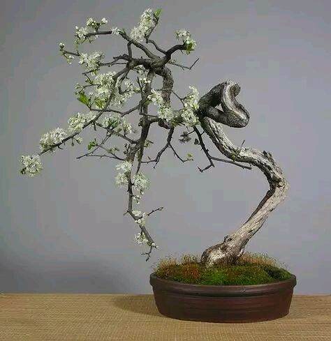 图解 盆景树枝冠与枝条怎么修剪的方法