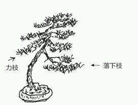 图解 盆景树枝冠与枝条怎么修剪的方法