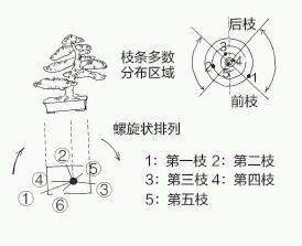 图解 盆景树枝冠与枝条怎么修剪的方法