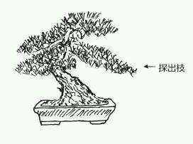 图解 盆景树枝冠与枝条怎么修剪的方法