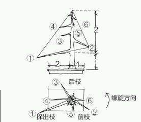 图解 盆景树枝冠与枝条怎么修剪的方法