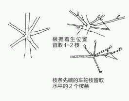 图解 盆景树枝冠与枝条怎么修剪的方法