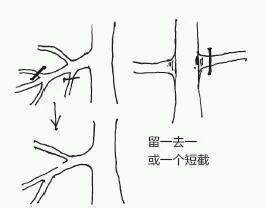 图解 盆景树枝冠与枝条怎么修剪的方法