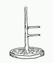 图解 盆景树枝冠与枝条怎么修剪的方法