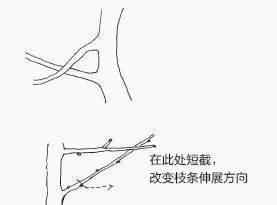 图解 盆景树枝冠与枝条怎么修剪的方法