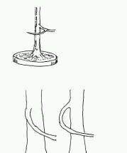 图解 盆景树枝冠与枝条怎么修剪的方法