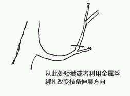 图解 盆景树枝冠与枝条怎么修剪的方法