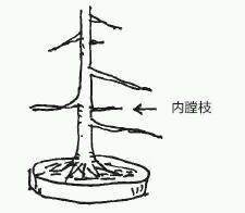 图解 盆景树枝冠与枝条怎么修剪的方法