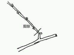 图解 盆景树枝冠与枝条怎么修剪的方法