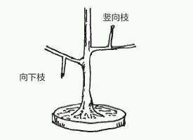 图解 盆景树枝冠与枝条怎么修剪的方法
