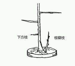 图解 盆景树枝冠与枝条怎么修剪的方法