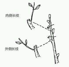 图解 盆景树枝冠与枝条怎么修剪的方法