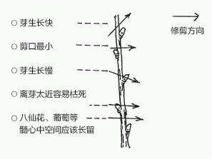 图解 盆景树枝冠与枝条怎么修剪的方法