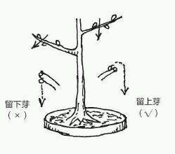 图解 盆景树枝冠与枝条怎么修剪的方法