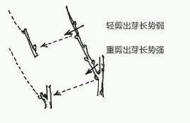 图解 盆景树枝冠与枝条怎么修剪的方法