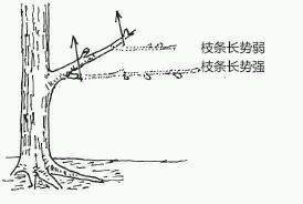 图解 盆景树枝冠与枝条怎么修剪的方法
