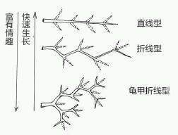 图解 盆景树枝冠与枝条怎么修剪的方法
